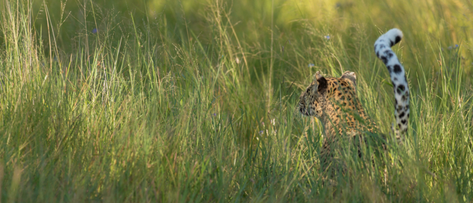 Botswana Machaba Camp Leopard In The Grass Botswana Machaba Camp Leopard In The Grass