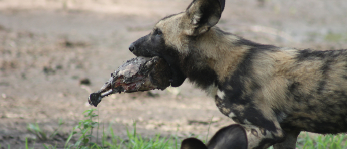 Machaba Safaris Zimbabwe Mana River Camp Sightings June 2023 Machaba Safaris Zimbabwe Mana River Camp Sightings June 2023