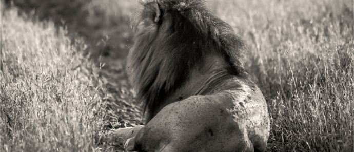 Machaba Safaris Ngoma Safari Lodge Lion Machaba Safaris Ngoma Safari Lodge Lion