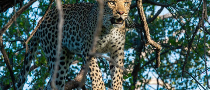 Okavango Delta Wildlife Sightings Kiri Camp Feb 2024 Kiri Blue Eyes Okavango Delta Wildlife Sightings Kiri Camp Feb 2024 Kiri Blue Eyes