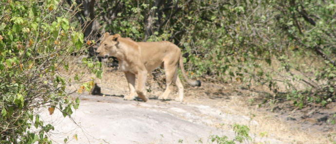 Machaba Ngoma Safari Lodge Wildlife Sightings December 2025 Lioness Crossing Road