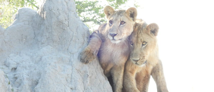 Machaba Kiri Camp Wildlife Sightings July 2026 Lion Sub Adults