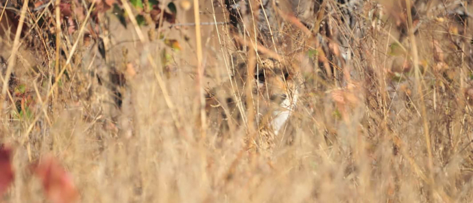 Zimbabwe Hwange Deteema Springs Sightings June 2021 Cheetahs Zimbabwe Hwange Deteema Springs Sightings June 2021 Cheetahs