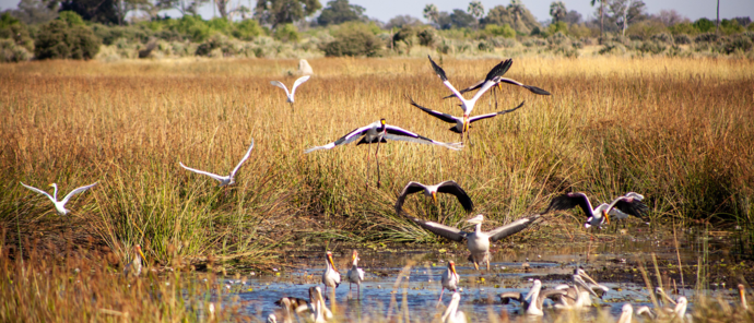 Botswana Gomoti Camp Pelicans Botswana Gomoti Camp Pelicans