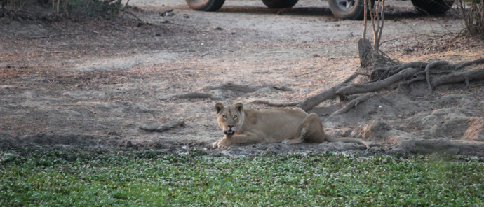 Machaba Safaris Zimbabwe Mana Pools Ingwe Pan Stories Oct 2023 Lioness Machaba Safaris Zimbabwe Mana Pools Ingwe Pan Stories Oct 2023 Lioness