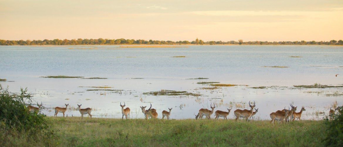 Machaba Chobe National Park Morning Safari Spotting Wildlife Machaba Chobe National Park Morning Safari Spotting Wildlife