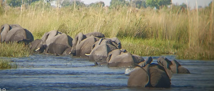 Machaba Monachira Camp Wildlife Sightings October 2025 Elephants Cooling Off In A River
