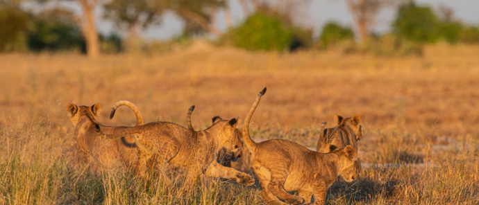 Lion cubs play together 