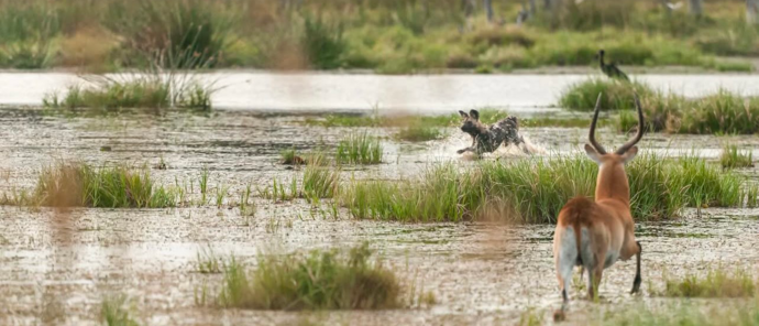 Machaba Camp Wildlife Sightings March 2026 Wild Dogs On The Hunt