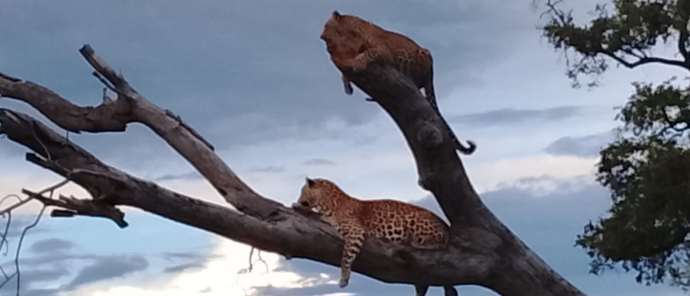 Machaba Verneys Camp Wildlife Sightings June 2026 Leopards On A Branch