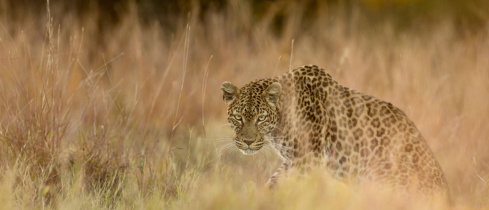 Botswana Okavango Delta Machaba Camp Sightings June 2021 Leopard