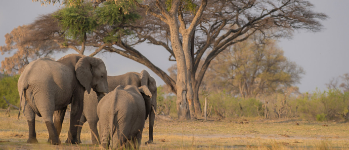 Botswana Okavango Delta Machaba Camp Sightings July 2021 Elephants Walking Botswana Okavango Delta Machaba Camp Sightings July 2021 Elephants Walking