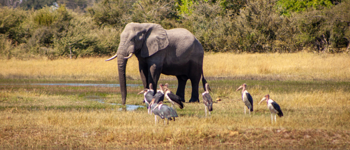 Botswana Okavango Delta Gomoti Plains August Sightings 2021 Marabou Stork Botswana Okavango Delta Gomoti Plains August Sightings 2021 Marabou Stork