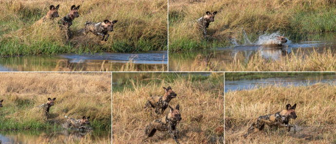 Machaba Wild Dogs Crossing Water Machaba Wild Dogs Crossing Water