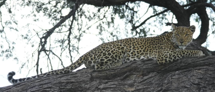 Machaba Verneys Camp Wildlife Sightings December 2025 Leopard Up A Tree