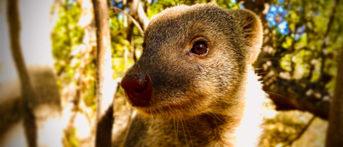 Botswana Okavango Delta Machaba Camp Sightings December 2021 Banded Mongoose Botswana Okavango Delta Machaba Camp Sightings December 2021 Banded Mongoose