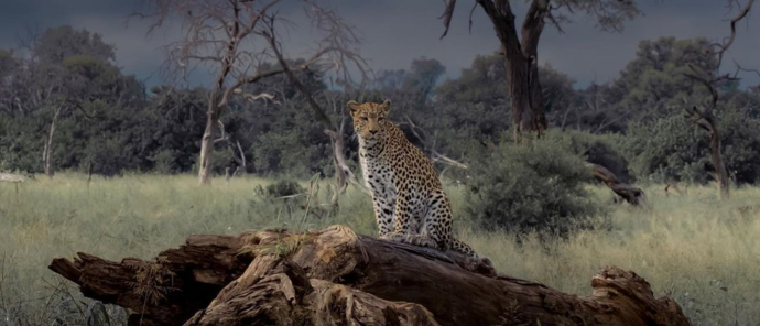 Botswana Okavango Delta Gomoti Plains Wildlife Sightings Feb 2023 Solly Levi Botswana Okavango Delta Gomoti Plains Wildlife Sightings Feb 2023 Solly Levi