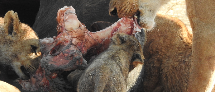 Machaba Deteema Springs Wildlife Sighting Buffalo Kill Lions Feast Machaba Deteema Springs Wildlife Sighting Buffalo Kill Lions Feast