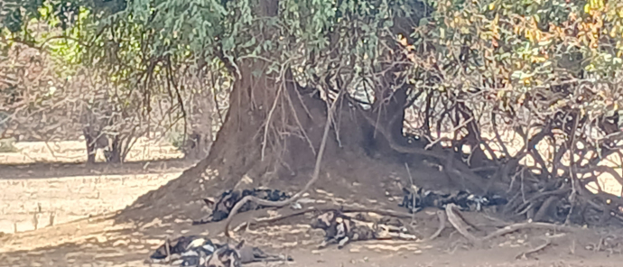 Wild Dogs at Ingwe Pan