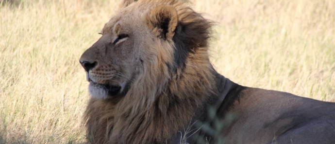 Machaba Safaris Kiri Camp Wildlife Sightings Dec 2024 Suites Lion Male Machaba Safaris Kiri Camp Wildlife Sightings Dec 2024 Suites Lion Male