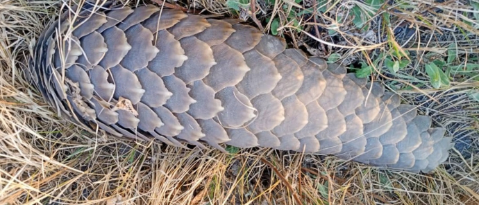 Machaba Kiri Camp Wildlife Sightings September 2025 Pangolin In The Okavango Delta Machaba Kiri Camp Wildlife Sightings September 2025 Pangolin In The Okavango Delta