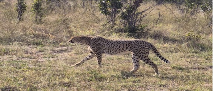 Machaba Verneys Camp Wildlife Sightings May 2026 Cheetah On The Plains