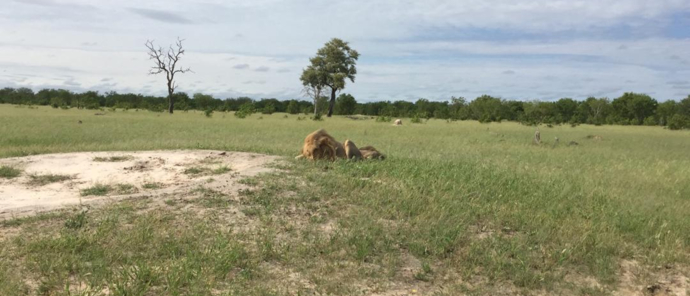 Machaba Zimbabwe Hwange Verneys Camp Sighting February 2020 Lion Machaba Zimbabwe Hwange Verneys Camp Sighting February 2020 Lion