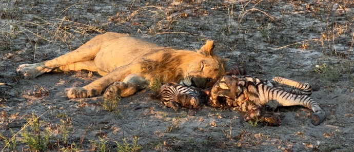 Machaba Safaris Okavango Delta Kiri Camp Willdife Sightings Lion Pride With Kill Machaba Safaris Okavango Delta Kiri Camp Willdife Sightings Lion Pride With Kill