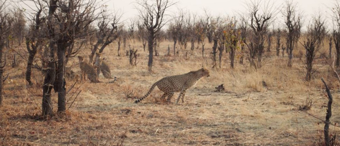 A quartet of cheetahs prowls in Hwange National Park. A quartet of cheetahs prowls in Hwange National Park.