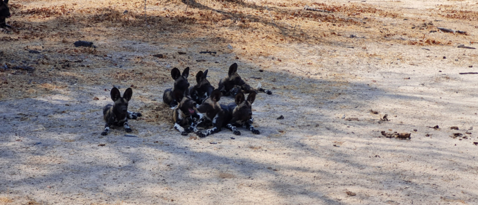 Machab Safaris Zimbabwe Ingwe Pan Wild Dogs Machab Safaris Zimbabwe Ingwe Pan Wild Dogs
