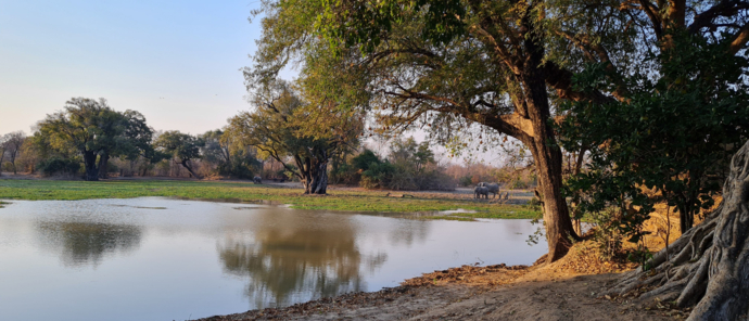 Machab Safaris Zimbabwe Ingwe Pan Banner Elephants Machab Safaris Zimbabwe Ingwe Pan Banner Elephants