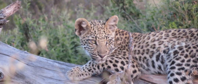 Machaba Safaris Gomoti Plains Camp Leopard Cub Machaba Safaris Gomoti Plains Camp Leopard Cub
