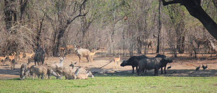 Machaba Safaris Zimbabwe Mana Pools Ingwe Pan Stories Oct 2023 Waterhole Madness Machaba Safaris Zimbabwe Mana Pools Ingwe Pan Stories Oct 2023 Waterhole Madness