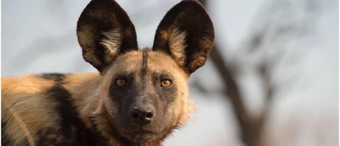 Machaba Camp Wildlife Sightings May 2026 Leopard African Wild Dog
