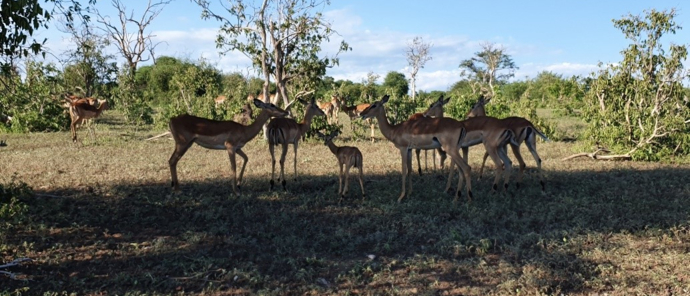 Machaba Safaris Botswana Chobe Ngoma Lodge Sightings Dec 2019 Body Image Impala Machaba Safaris Botswana Chobe Ngoma Lodge Sightings Dec 2019 Body Image Impala