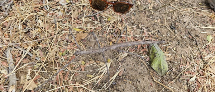 Machaba Safaris Zimbabwe Ingwe Pan Stick Insect Machaba Safaris Zimbabwe Ingwe Pan Stick Insect