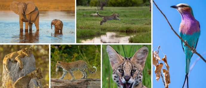 Machaba Safaris Secret Season Gallery Machaba Safaris Secret Season Gallery