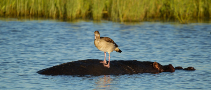 Machaba Kiri Camp Wildlife Sightings February 2026 Egyptian Goose Standing On A Hippo