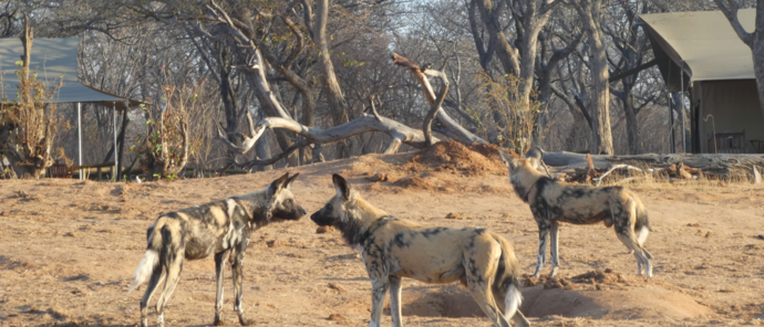 Machaba Zimbabwe Hwange Verneys Camp Wild Dogs Sightings November 2019 Machaba Zimbabwe Hwange Verneys Camp Wild Dogs Sightings November 2019