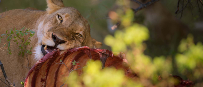 Botswana Okavango Delta Machaba Camp Sightings December 2021 Lion Eating Botswana Okavango Delta Machaba Camp Sightings December 2021 Lion Eating