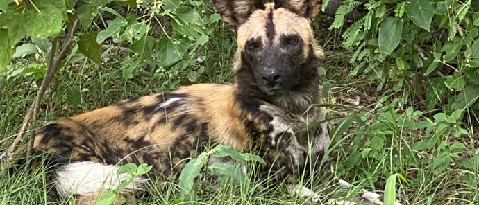 Botswana Gomoti Plains Wild Dog Botswana Gomoti Plains Wild Dog