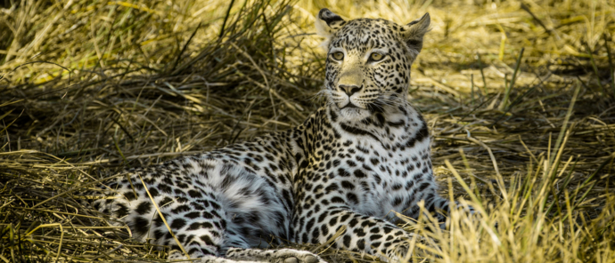 Machaba Safaris Machaba Camp Leopard