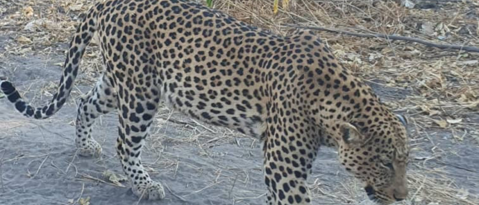 Leopard Sighting Leopard Sighting
