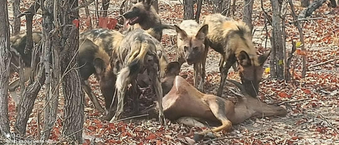 African wild dogs on kill near Machaba Camp in January 2025. African wild dogs on kill near Machaba Camp in January 2025.
