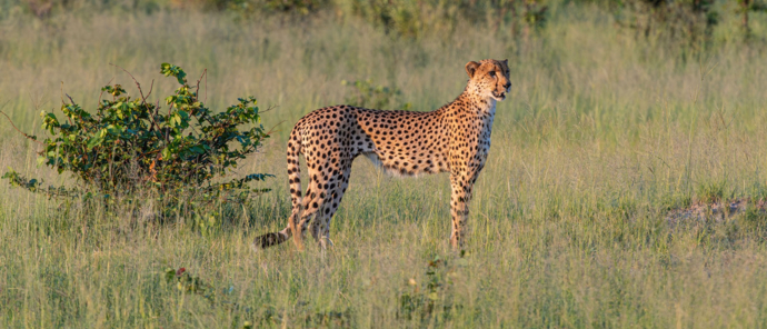 Machaba Kiri Camp Wildlife Sightings April 2025 Cheetah Under African Sun Machaba Kiri Camp Wildlife Sightings April 2025 Cheetah Under African Sun