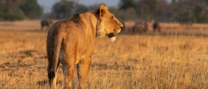 Machaba Kiri Camp Wildlife Sightings July 2025 Lioness On The Savannah Machaba Kiri Camp Wildlife Sightings July 2025 Lioness On The Savannah