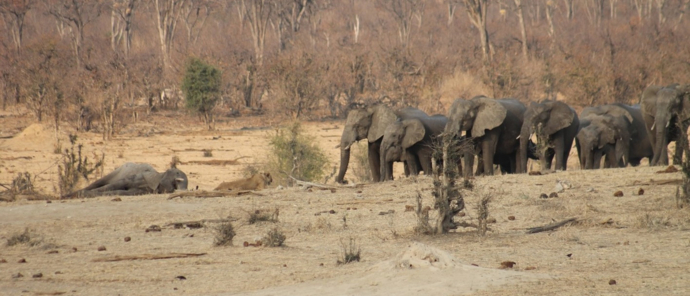 Machaba Deteema Springs Camp Wildlife Sightings September 2025 Elephants At Hwange Machaba Deteema Springs Camp Wildlife Sightings September 2025 Elephants At Hwange