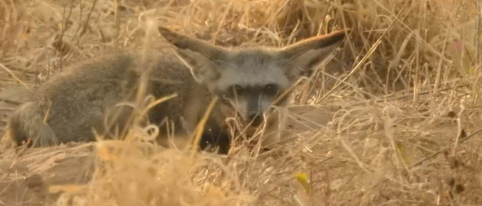 Machaba Verneys Camp Wildlife Sightings September 2025 Bat Eared Fox Machaba Verneys Camp Wildlife Sightings September 2025 Bat Eared Fox