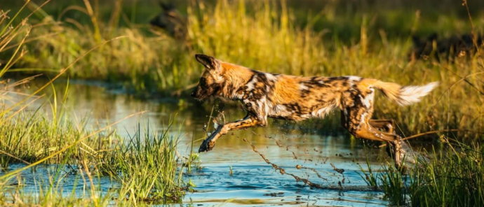 Machaba Camp Wildlife Sightings February 2026 Wild Dog In Floodplain