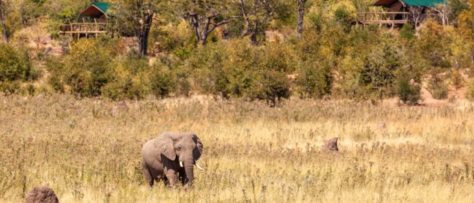 Machaba Deteema Springs Camp Wildlife Sightings April 2026 Elephant Near Deteema